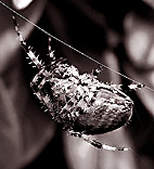 araignée tissant
